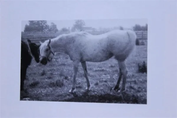 Talmia (Raseyn x Taleh) grey mare, foaled March 14, 1948bred by United States Government
