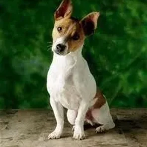 Foxy Rat Terrier (Designer Dog)