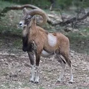 Iranian Red
