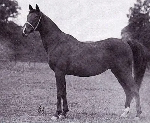 Selima