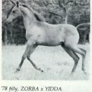 *Pimentilla