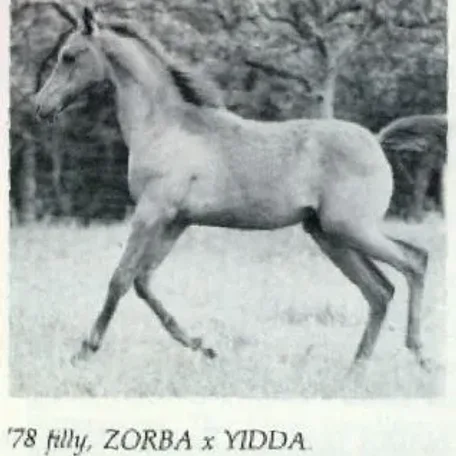 *Pimentilla