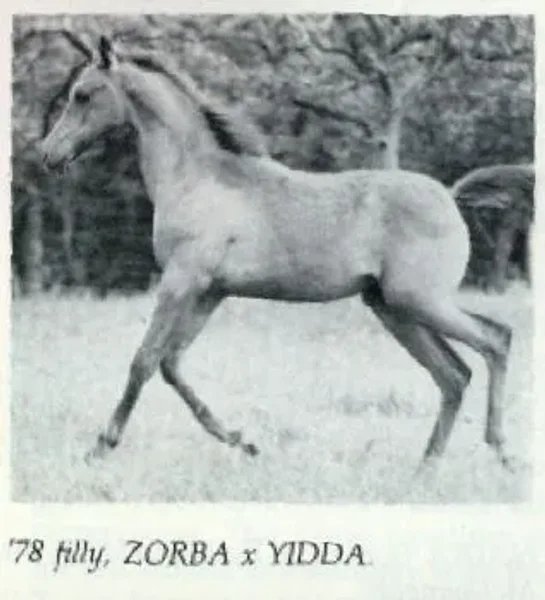 *Pimentilla
