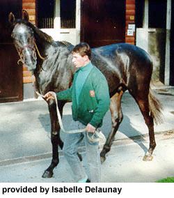 Thoroughbred Horse - Pt 2