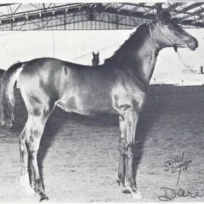 Dare