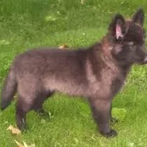Native American Shepherd (Designer Dog)