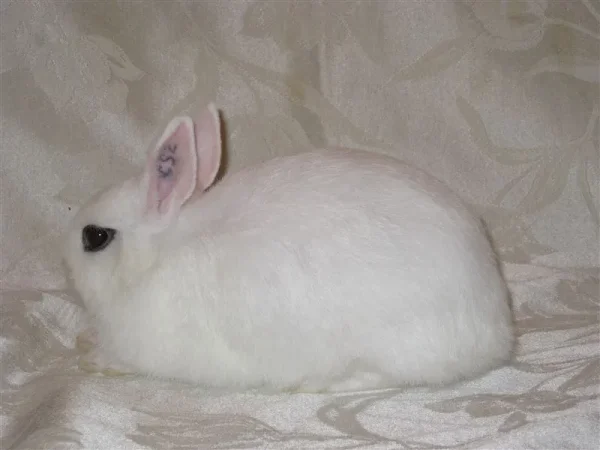 Sherer's Mouse