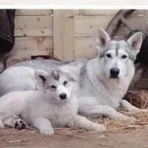 Northern Inuit