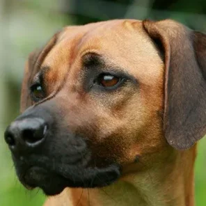 Rhodesian Ridgeback