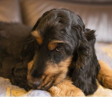 How you might be able to tell that your dog isn't well