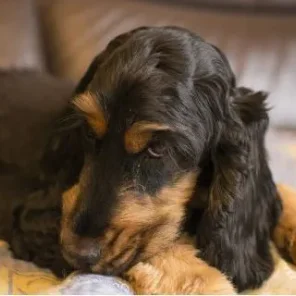 How you might be able to tell that your dog isn't well