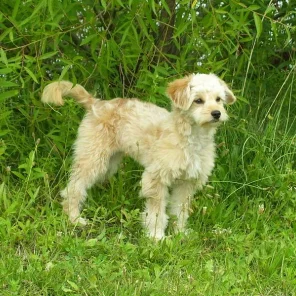 Goldendoodle (Designer Dog)