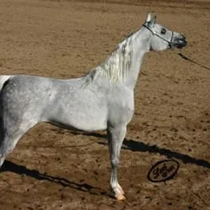 Egzonera
