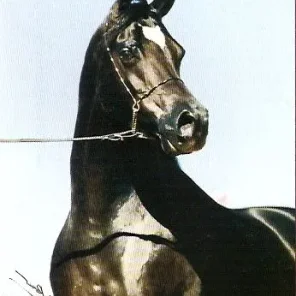 AD Bey Elegance