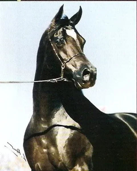 AD Bey Elegance