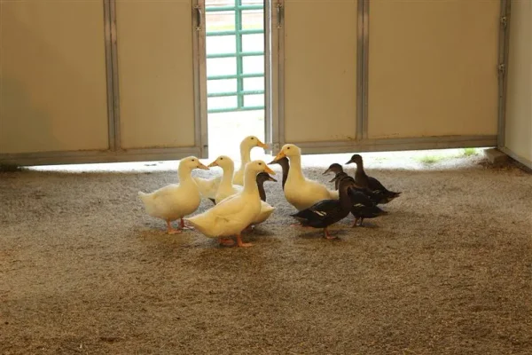 Winning Edge Arabians...farm Duck's