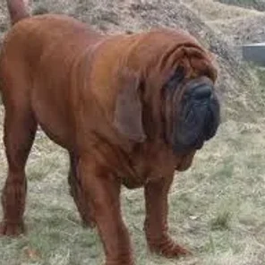 Korean Mastiff