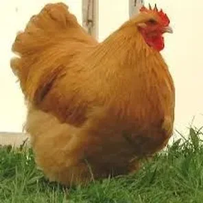 Buff Orpington