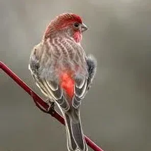 Red Headed Finch