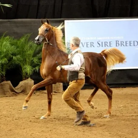 Luxemere Tulio - Yearling Colt Class - Arabian Breeder Finals, Scottsdale, October 2015