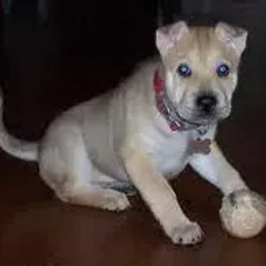 Sharberian Husky (Designer Dog)