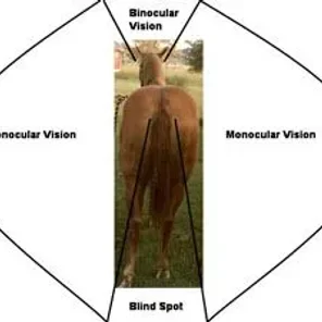 Evaluating Horse Conformation Pt 7