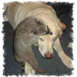 How to Care for a Pet Raccoon