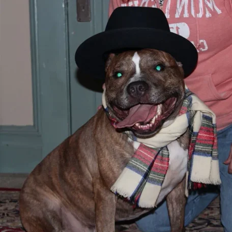 I must say after meeting him and seeing how much he adores Sharon that his name is really fitting to him...Baby!!!
This Staffordshire Bull Terrier is such a sweet and beautiful guy and very protective of his owner and best friend!
