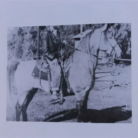 Bahir (Raseyn x Mirzaia) grey stallion, foaled August 4, 1945
bred by United States Government