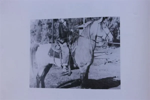 Bahir (Raseyn x Mirzaia) grey stallion, foaled August 4, 1945
bred by United States Government