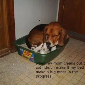 Naughty Dogs