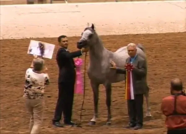 Region 16 Arabian Horse Show