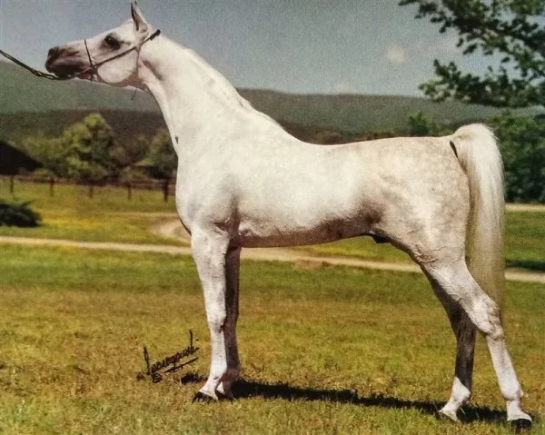 El Mourad