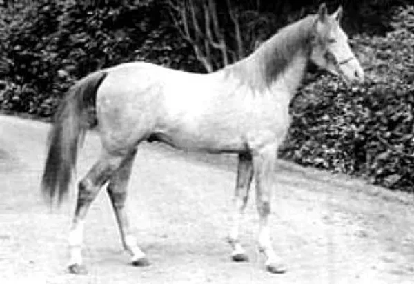 SEYAL