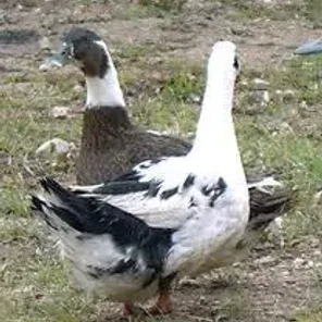 Ancona Duck
