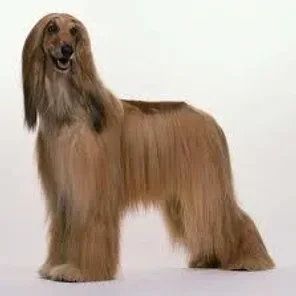 Afghan Hound
