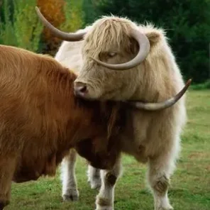 Sammy Scottish Highland