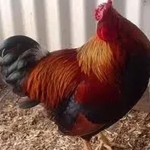 Partridge Wyandotte