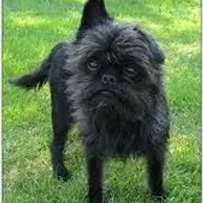 Affenhuaha (Designer Dog)