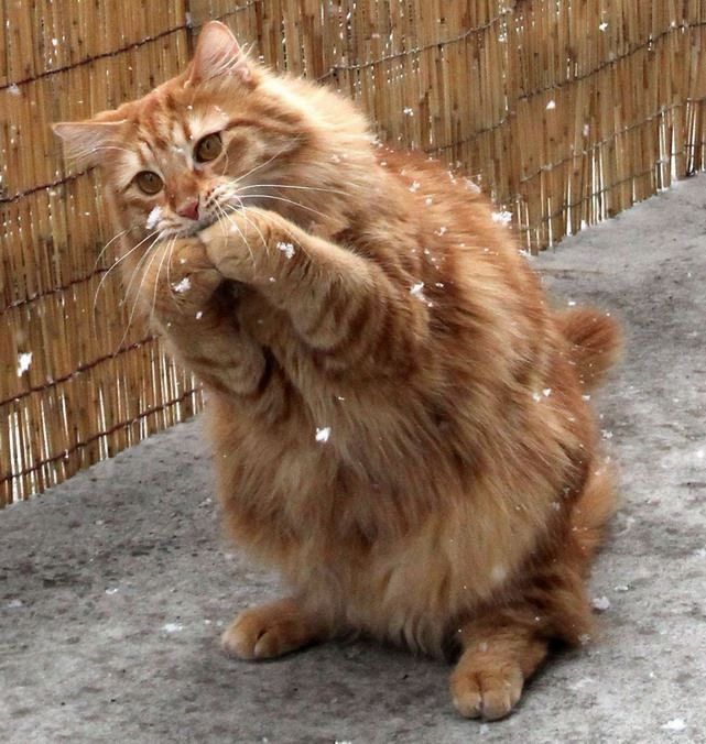 Nutrients Your Cat Needs