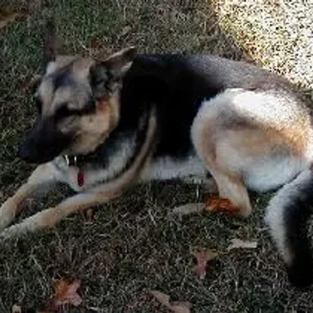 My sweet friend Sans Souci (Sau-Sau) whom I miss every day. Please reincarnate and come back to me soon!