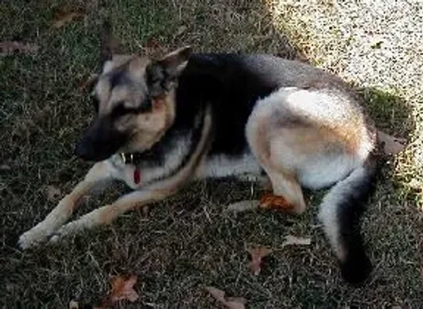 My sweet friend Sans Souci (Sau-Sau) whom I miss every day. Please reincarnate and come back to me soon!