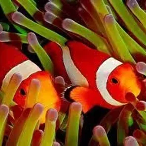 Clownfish