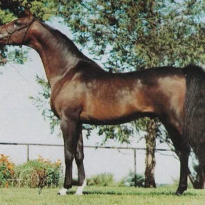 SV BASKSKO