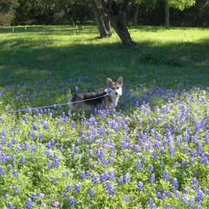 Texas girl Dakota in the bluebonnets