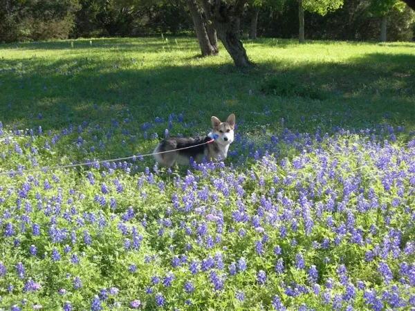 Texas girl Dakota in the bluebonnets