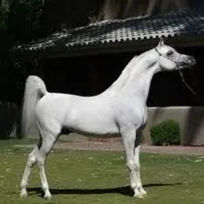 Om El Beshaan