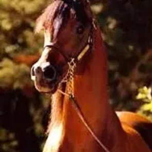 Bey Shah