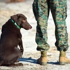Reporting for duty: how companion pets help military veterans