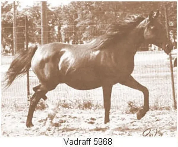 Vadraff